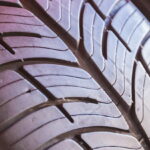 BFGoodrich g-Force Sport COMP-2